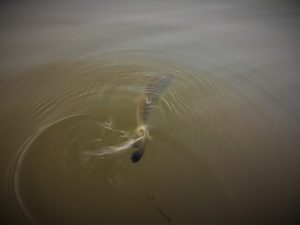 Snook guide de pêche Martinique